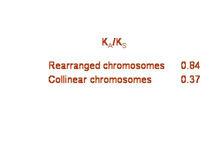 Slide #10. KA/KS<BR><BR>		Rearranged chromosomes	0.84<BR>		Collinear chromosomes		0.37