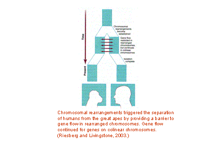 Slide #12. <BR>Chromosomal rearrangements triggered the separation <BR>of humans from the great apes by providing a barrier to <BR>gene flow in rearranged chromosomes. Gene flow <BR>continued for genes on colinear chromosomes.<BR>(Riesberg and Livingstone, 2003.)<BR> 