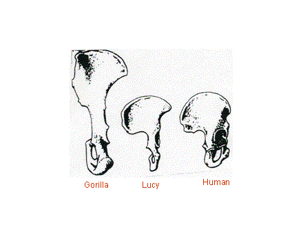 Slide #14. Gorilla