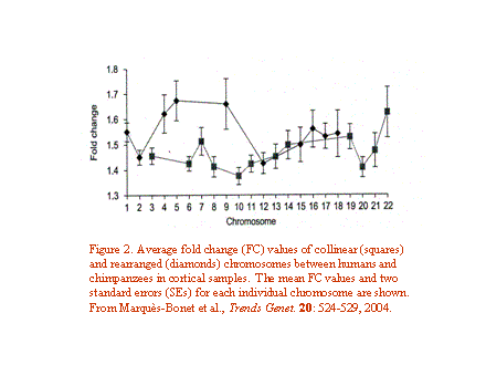 Slide #19. Figure 2. Average fold change (FC) values of collinear (squares) and rearranged (diamonds) chromosomes between humans and chimpanzees in cortical samples.  The mean FC values and two standard errors (SEs) for each individual chromosome are shown. From Marquès-Bonet et al., Trends Genet. 20: 524-529, 2004.