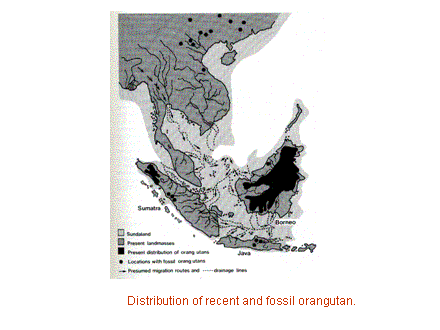 Slide #20. Distribution of recent and fossil orangutan.