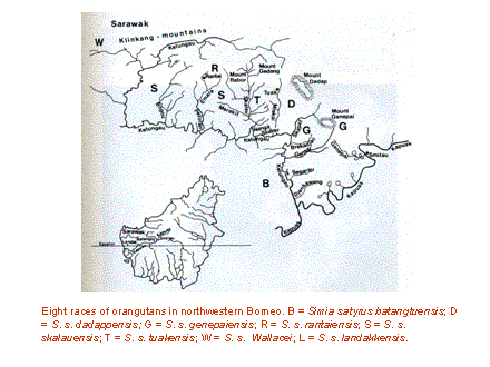 Slide #21. Eight races of orangutans in northwestern Borneo. B = Simia satyrus batangtuensis; D = S. s. dadappensis; G = S. s. genepaiensis; R = S. s. rantaiensis; S = S. s. skalauensis; T = S. s. tuakensis; W = S. s.  Wallacei; L = S. s. landakkensis.