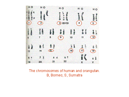 Slide #22. The chromosomes of human and orangutan.<BR>B, Borneo; S, Sumatra