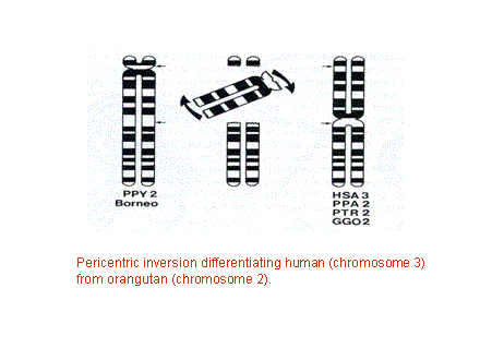 Slide #23. Pericentric inversion differentiating human (chromosome 3) from orangutan (chromosome 2).