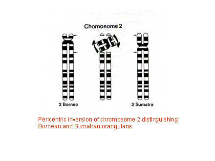 Slide #24. Pericentric inversion of chromosome 2 distinguishing Bornean and Sumatran orangutans.