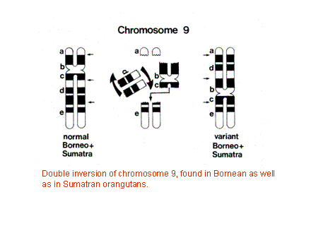Slide #25. Double inversion of chromosome 9, found in Bornean as well as in Sumatran orangutans.