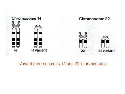 Slide #26. Variant chromosomes 14 and 22 in orangutans.