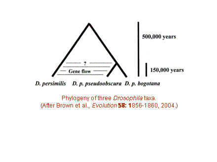 Slide #27. Phylogeny of three Drosophila taxa.<BR>(After Brown et al., Evolution 58: 1856-1860, 2004.)