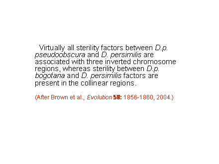 Slide #28.    Virtually all sterility factors between D.p. pseudoobscura and D. persimilis are associated with three inverted chromosome regions, whereas sterility between D.p. bogotana and D. persimilis factors are present in the collinear regions.<BR><BR>(After Brown et al., Evolution 58: 1856-1860, 2004.)
