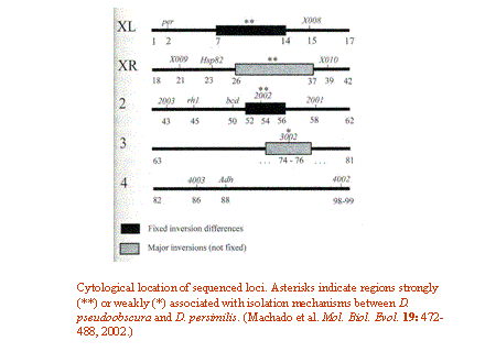 Slide #29. Cytological location of sequenced loci. Asterisks indicate regions strongly (**) or weakly (*) associated with isolation mechanisms between D. pseudoobscura and D. persimilis. (Machado et al. Mol. Biol. Evol. 19: 472-488, 2002.)