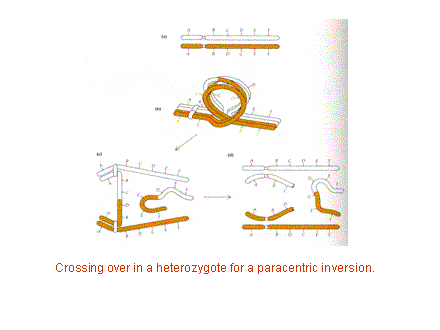 Slide #3. Crossing over in a heterozygote for a paracentric inversion.