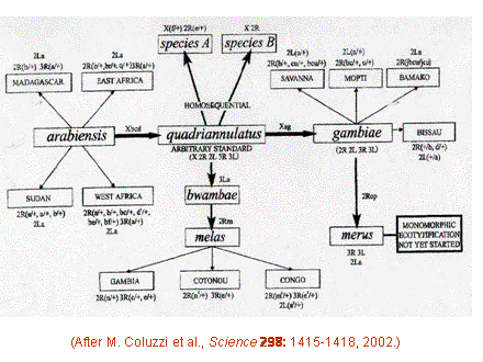 Slide #35. (After M. Coluzzi et al., Science 298: 1415-1418, 2002.)