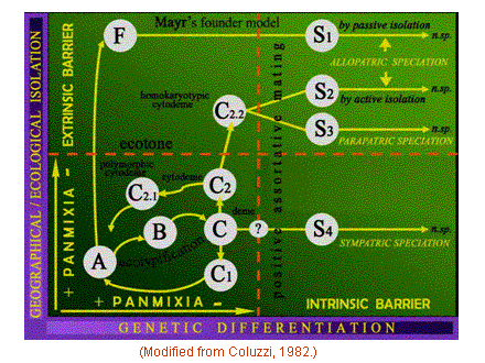 Slide #39. (Modified from Coluzzi, 1982.)