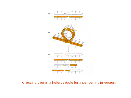 Slide #4. Crossing over in a heterozygote for a pericentric inversion.