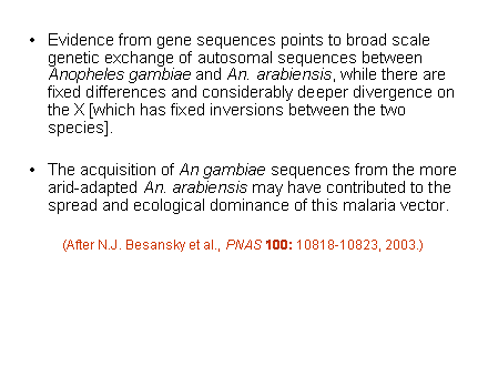 Slide #41. Evidence from gene sequences points to broad scale genetic exchange of autosomal sequences between Anopheles gambiae and An. arabiensis, while there are fixed differences and considerably deeper divergence on the X [which has fixed inversions between the two species].<BR><BR>The acquisition of An gambiae sequences from the more arid-adapted An. arabiensis may have contributed to the spread and ecological dominance of this malaria vector.<BR><BR>(After N.J. Besansky et al., PNAS 100: 10818-10823, 2003.)