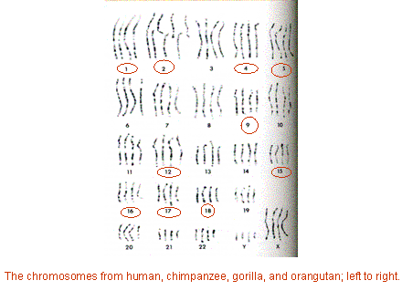 Slide #7. The chromosomes from human, chimpanzee, gorilla, and orangutan; left to right.