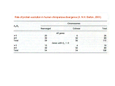 Slide #8. Rate of protein evolution in human chimpanzee divergence (A. N.H. Barton, 2003). 
