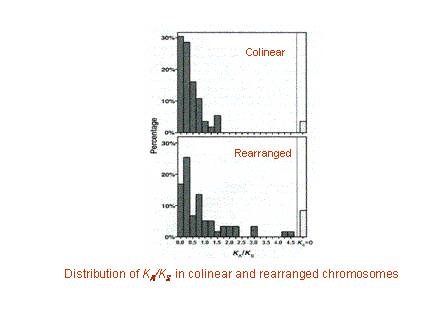 Slide #9. Distribution of KA/KS in colinear and rearranged chromosomes