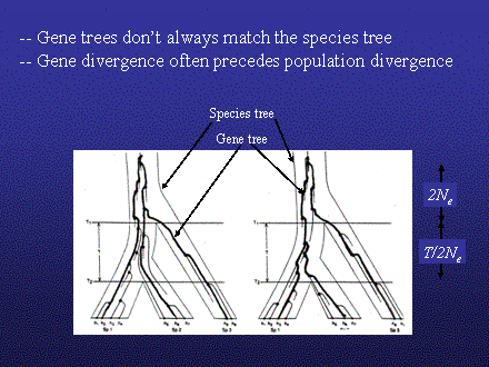 Slide #11. -- Gene trees dont always match the species tree