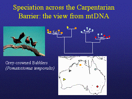 Slide #12. Speciation across the Carpentarian<BR>Barrier: the view from mtDNA
