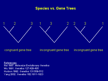 Slide #14. congruent gene tree