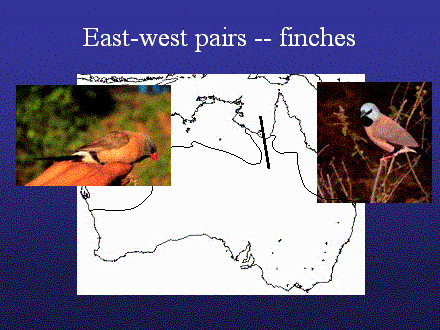 Slide #18. East-west pairs -- finches