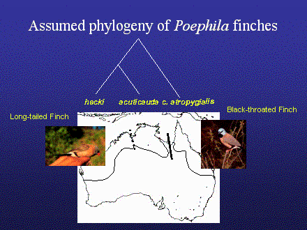 Slide #19. Assumed phylogeny of Poephila finches
