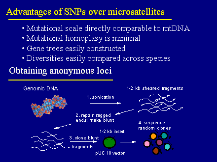 Slide #20. pUC 18 vector