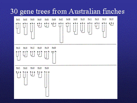 Slide #22. 30 gene trees from Australian finches
