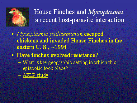 Slide #29. House Finches and Mycoplasma: