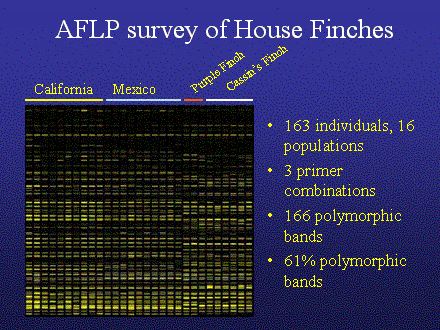 Slide #31. AFLP survey of House Finches