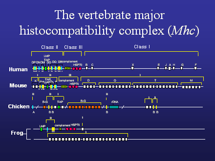 Slide #37. The vertebrate major histocompatibility complex (Mhc)