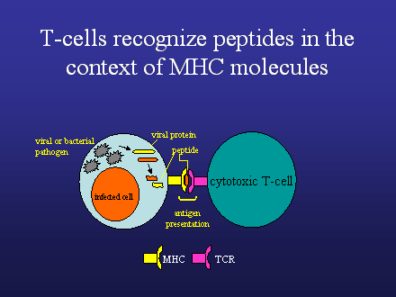 Slide #38. T-cells recognize peptides in the  context of MHC molecules
