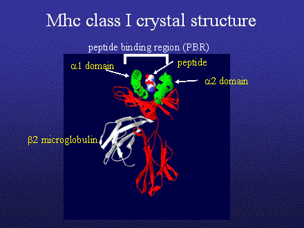 Slide #39. Mhc class I crystal structure