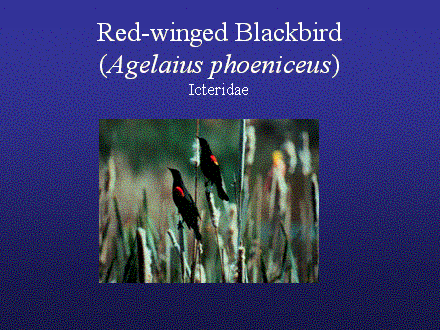 Slide #40. Red-winged Blackbird