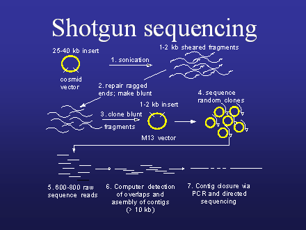 Slide #41. Shotgun sequencing