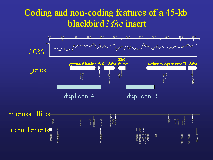 Slide #42. GC%