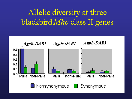 Slide #43. Allelic diversity at three blackbird Mhc class II genes