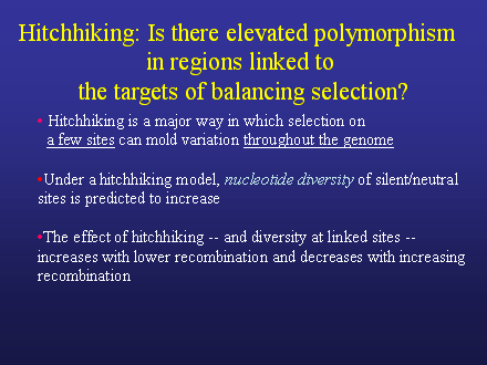 Slide #44. Hitchhiking: Is there elevated polymorphism <BR>in regions linked to<BR> the targets of balancing selection?