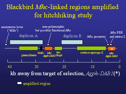 Slide #46. Blackbird Mhc-linked regions amplified <BR>for hitchhiking study