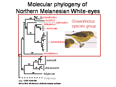 Slide #5. griseotinctus
