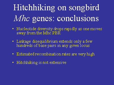 Slide #51. Hitchhiking on songbird Mhc genes: conclusions