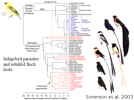 Slide #6. Sorenson et al. 2003
