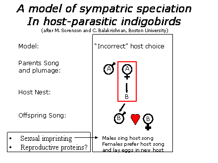 Slide #7. A model of sympatric speciation<BR>In host-parasitic indigobirds<BR>(after M. Sorenson and C. Balakrishnan, Boston University)