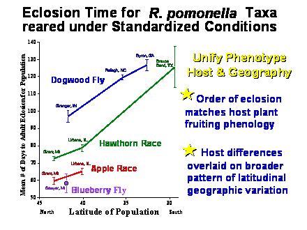 Slide #10. Dogwood Fly