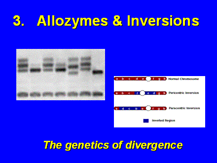 Slide #11. 3.   Allozymes & Inversions