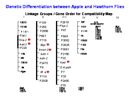 Slide #12. Genetic Differentiation between Apple and Hawthorn Flies