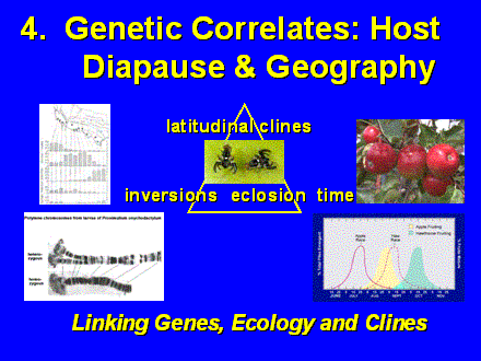 Slide #14. 4.  Genetic Correlates: Host<BR>       Diapause & Geography