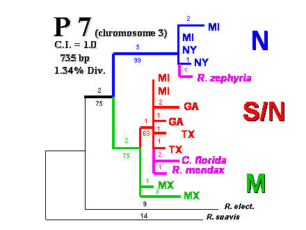 Slide #26. R. suavis 