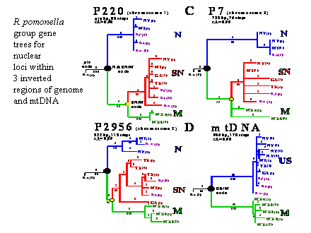 Slide #27. R. pomonella <BR>group gene <BR>trees for <BR>nuclear<BR>loci within <BR>3 inverted<BR>regions of genome <BR>and mtDNA
